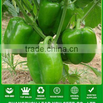 SP01 NG f1 hybrid green sweet pepper seeds in vegtable seeds