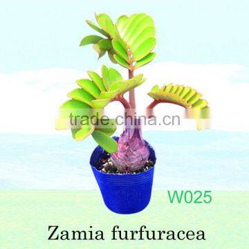 Zamia Furfuracea
