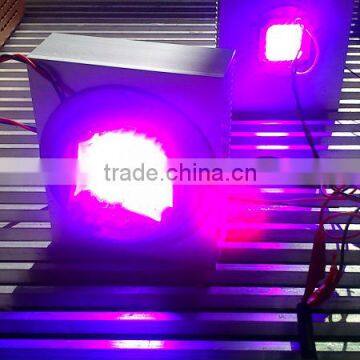 Shenzhen Factory Led Chip 20w Full Spectrum,lighting Diode 20w 100w photo-2