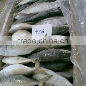 Frozen Mackerel Whole Round