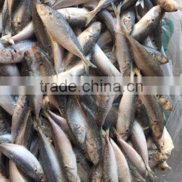 New Fresh Frozen Horse Mackerel Whole Round 25-30/kg photo-2