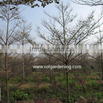 Terminalia Mantaly Tropical Trees High 4-9m,dia 6-13cm photo-3