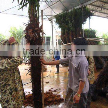 trachycarpus fortunei loading and packing