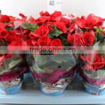 BEGONIA RED