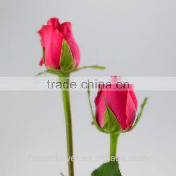 Hot Elegant graceful Precise Distribution fresh cut Big Pink Rose flowers From Yunnan