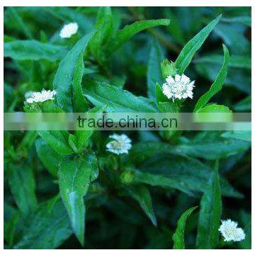 Eclipta Alba photo-3