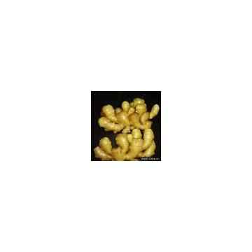 Sell Fresh Chinese Ginger