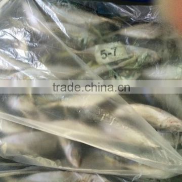 Seafood horse mackerel from China 50 -70 pcs /10 kg