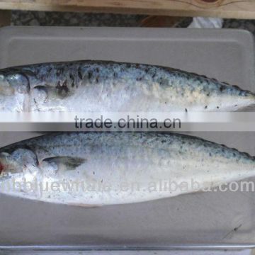 frozen IQF canned mackerel fish