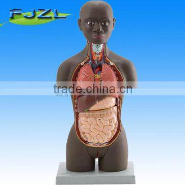 Mini human Torso model with 12 Parts,Dual-Sex (Asian Type)