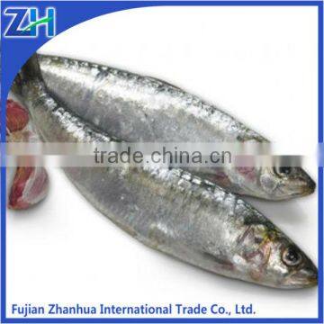 price forzen sardine fish for canning 20-30pcs/kg