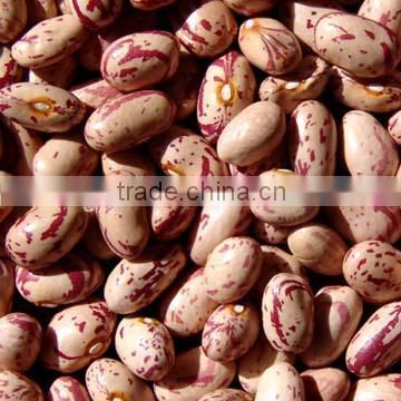 Light speckled beans(round shape)