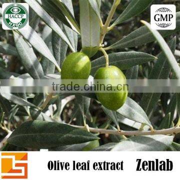 Olive Leaf P.E., Olive Leaf Extract Powder Oleuropein for Oleuropein Extract photo-6