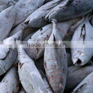 frozen wholesale tuna fish long fin tuna