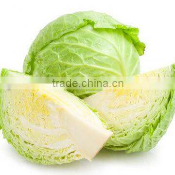 Fresh Vegetables Suppliers photo-5