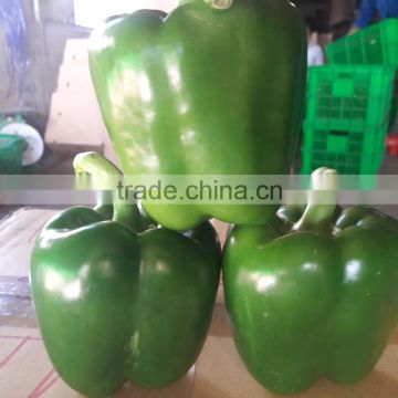 FRESH CAPSICUMS / +84963818434 whatsapp