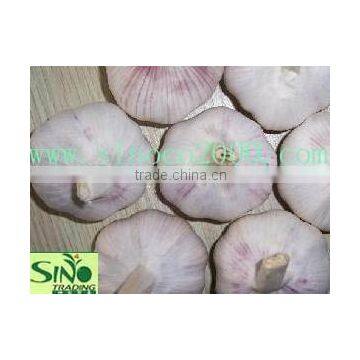 Fresh Jinxiang Garlic photo-5
