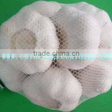 pure white garlic 5cm in 500g bags