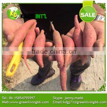 Greenliving Fresh Sweet Potato photo-5