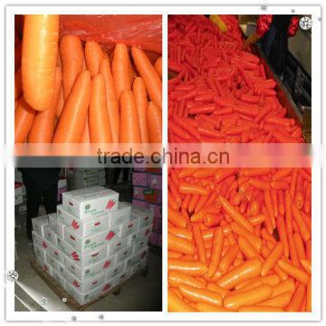 China fresh carrot