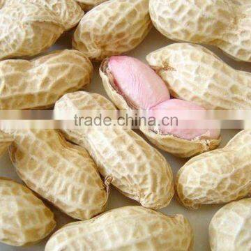 red skin Java type peanut in shell 2014 new crop top quality