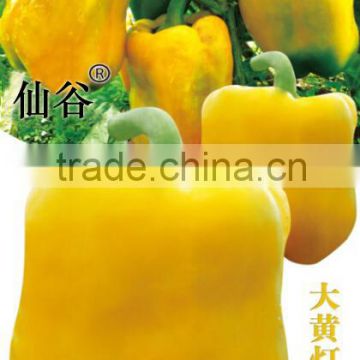 Big Yellow Lantern-Sweet Pepper Seeds for growing