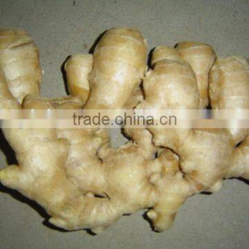 Big size air dried fresh ginger