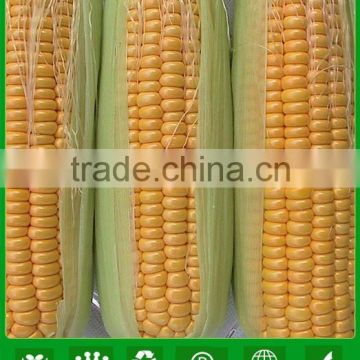 MCO01 Keai super sweet hybrid yellow corn seeds companies