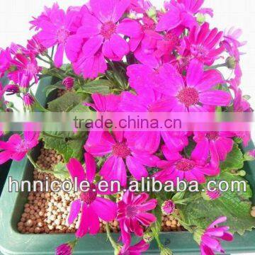 Good Quality Favorable No Pollution,No Pest Potting Soil