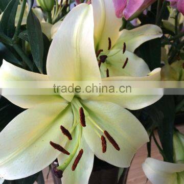 Factory Supply different kinds of fresh lily Fresh cut flowers