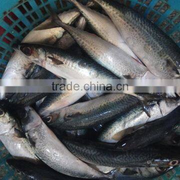 New fish Frozen WR Pacific mackerel Seafood