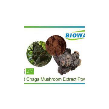 Wild Chaga Mushroom Extract Powder