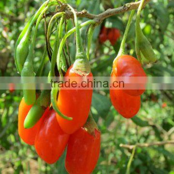 2015 Goji Berry,bulk Sale for Export photo-2