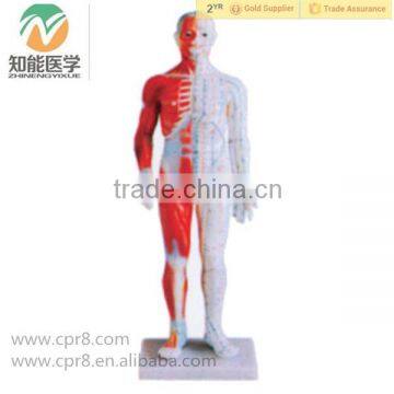 High Quality Chinese acupuncture human parts model 60CM