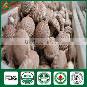 Best seller High Yield China Supplier ISO9001 Certified Mushroom Shiitake Grow Log Cultivation Kits