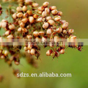 Very Competitive Grain Sorghum Price