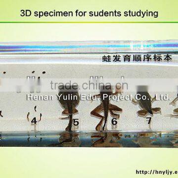 students learning embedding/3D primary school standard frog development specimen for biology teaching