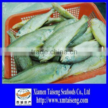 Frozen Yellow Croaker 200 to 300 gram