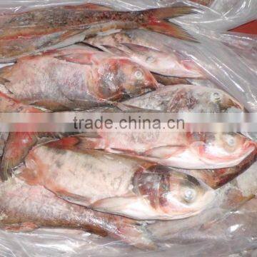 New Arrival Frozen Silver Carp 500-1000g