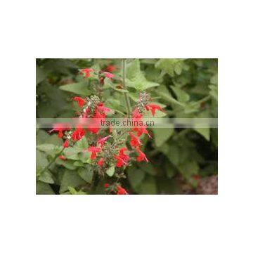 Salvia coccinea lady in red (Salvia Species Red)