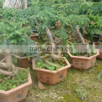 Araucaria Heterophylla