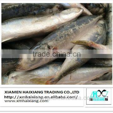 High Quality Frozen Round Scad Mackerel Supplier From China