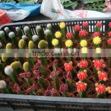 Cactus,grafted Cactus, Cactis,Cactus Ball