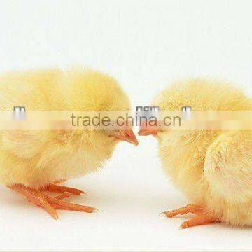 broiler feed additives