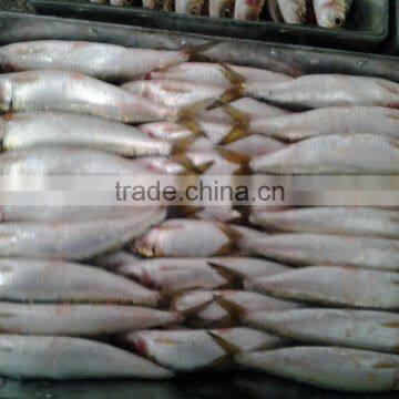 2016 Hot Sale Land Frozen Sardine For Bait photo-2