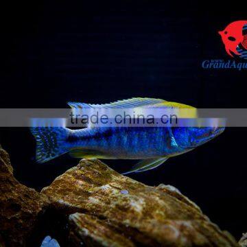 Aquarium Fish Wholesale From Thailand photo-3