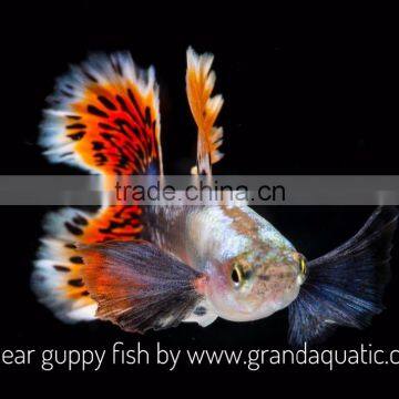 Big Ear Guppy for Freshwater Aquarium Fish Export Company From Thailand