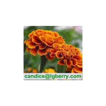 Marigold Extract Lutein 5% 10% 20% 80%