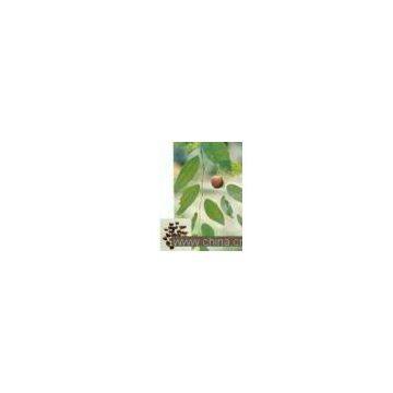 Spine Date Seed Extract