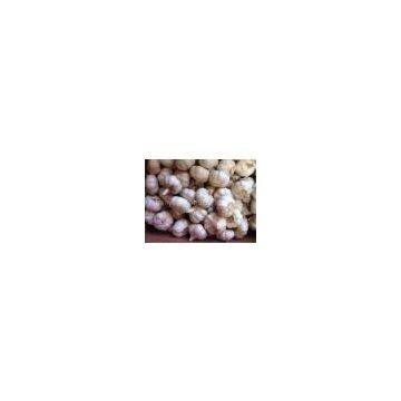 normal white garlic